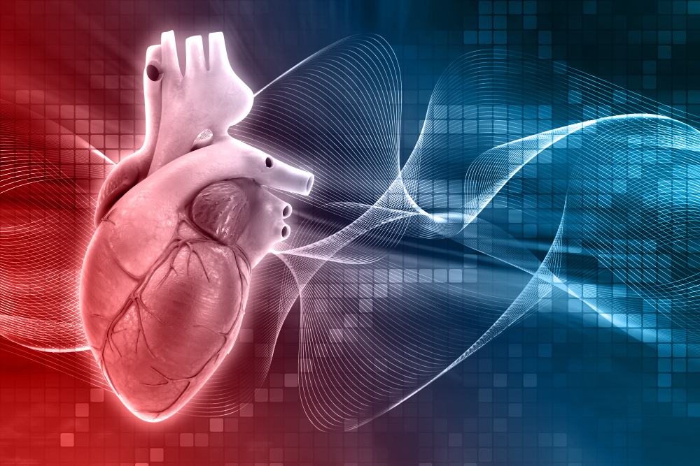 Illustration of the human heart